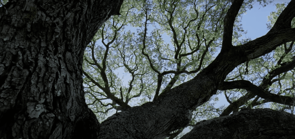 Rami di albero - simbolo del percorso interiore
